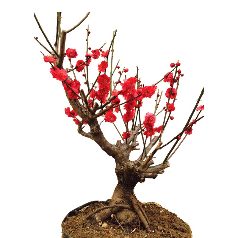 紅梅 盆栽　赤花 楽天市場】紅梅 盆栽の通販