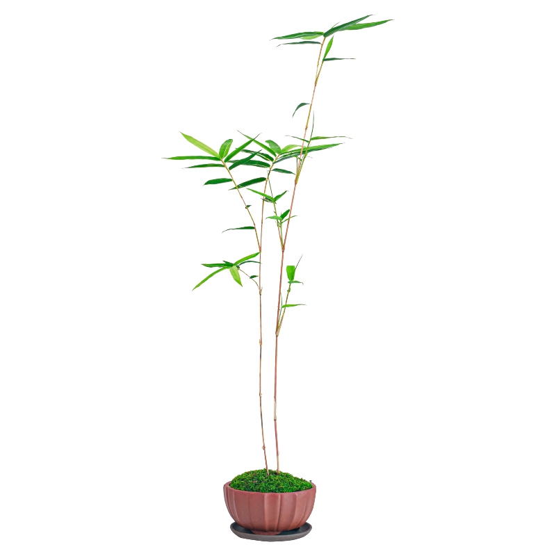 时物园-花卉绿植、盆栽盆景、多肉植物等一站式购物平台红竹红寒竹花叶