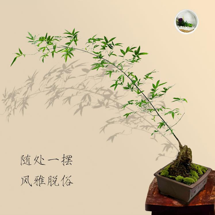 長方馬槽紫砂鉢 色絵釉水牡丹小葉勒竹盆 大盆栽 小盆栽 長方馬槽紫砂鉢 色絵釉水牡丹小葉勒竹盆 大盆栽 小盆栽 - メルカリ