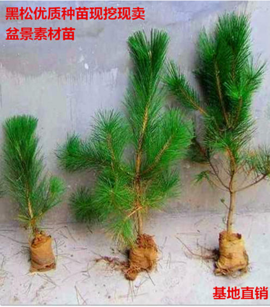时物园 花卉绿植 盆栽盆景 多肉植物等一站式购物平台绿化苗木日本黑松小苗庭院黑松苗黑松树苗四季常青盆景植物松树苗 时物园 花卉绿植 盆栽盆景 多肉植物等一站式购物平台绿化苗木日本黑松小苗庭院黑松苗黑松树苗四季常青盆景植物松树苗